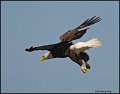 _0SB0741 american bald eagle